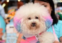 TSE prohíbe ingreso de animales los recintos de votación para las elecciones de 2026