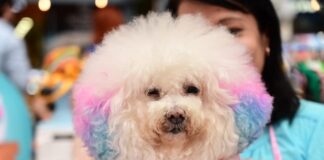 TSE prohíbe ingreso de animales los recintos de votación para las elecciones de 2026